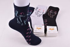 Шкарпетки жіночі "ЖИТОМИР" COTTON (Арт. AK799) | 12 пар